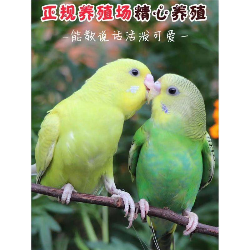 Parrots Live Birds Live Parrots Learn to Talk Pet Birds Cloud Spots Small Domestic Birds Live