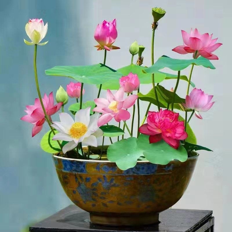 Lotus Seeds Bloom in All Seasons, Hydroponic Water Lilies, Lotus Seeds, Aquatic Water-Raised Florals, Potted Indoor Cold-Resistant Flower Seeds