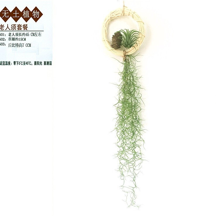 Air Pineapple Soilless Plant Potted Green Plant Elf Combination Exquisite Gift Small Octopus Medusa Manufacturer Wholesale