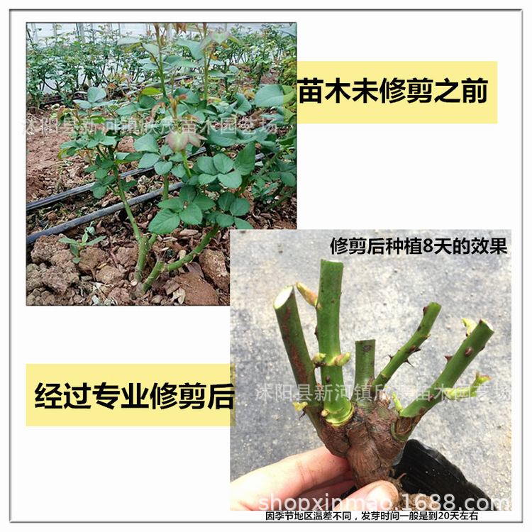 Rose Seedlings Potted Rose Flower Roots Large Flower Green Plants Balcony Indoor Courtyard Easy to Live Old Roots Fragrant Rose Seedlings