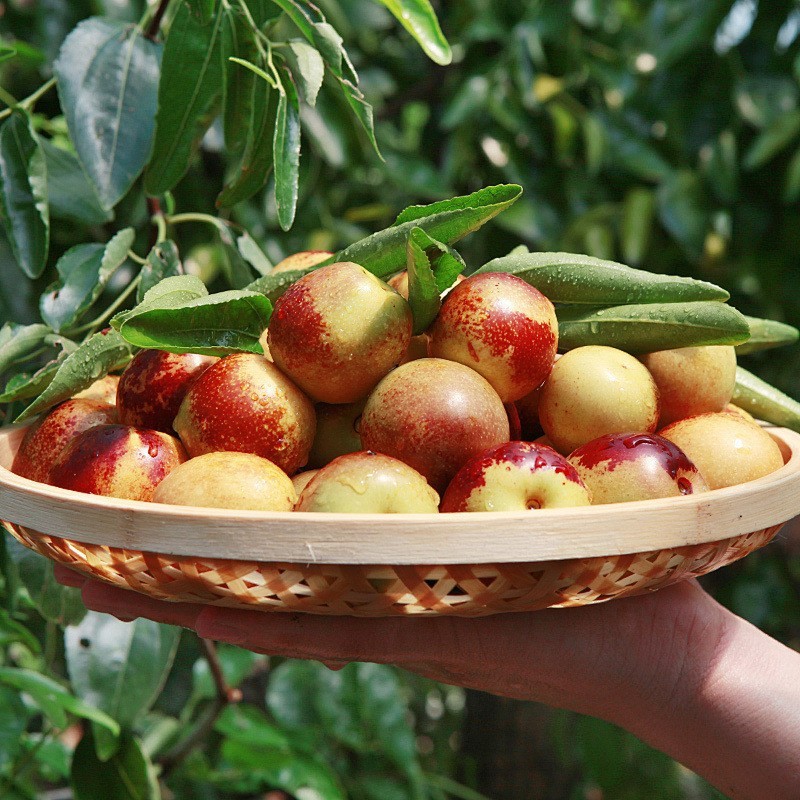 Dali Winter Dates Dropshipping Company Welfare Big Fruit Rock Sugar Dates Fresh Seasonal Fruits Sweet Crisp Fresh Dates Green Dates