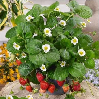 Strawberry Seedlings Potted with Soil Dandong Cream Sweet Treasure Zhangji Jiu Xiang Strawberry Seedlings All Year Round Southern and Northern Seeds