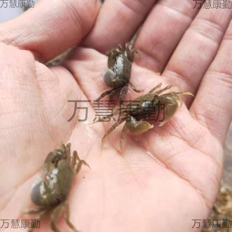 Мини-перцовый краб, оптовая продажа, живой краб