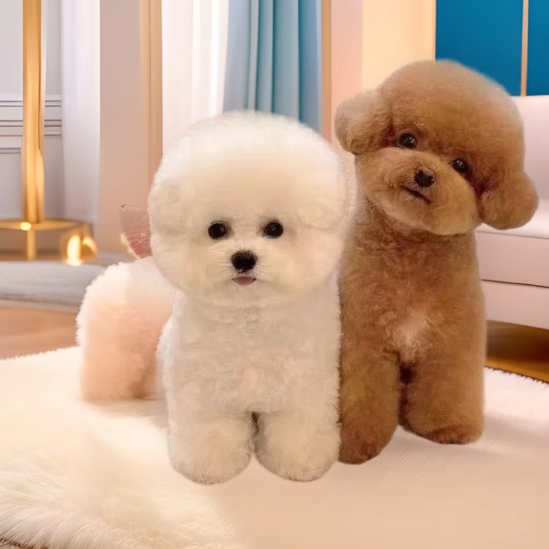 Чистокровный щенок тедди, живая маленькая собака, мини-собака, живая собака
