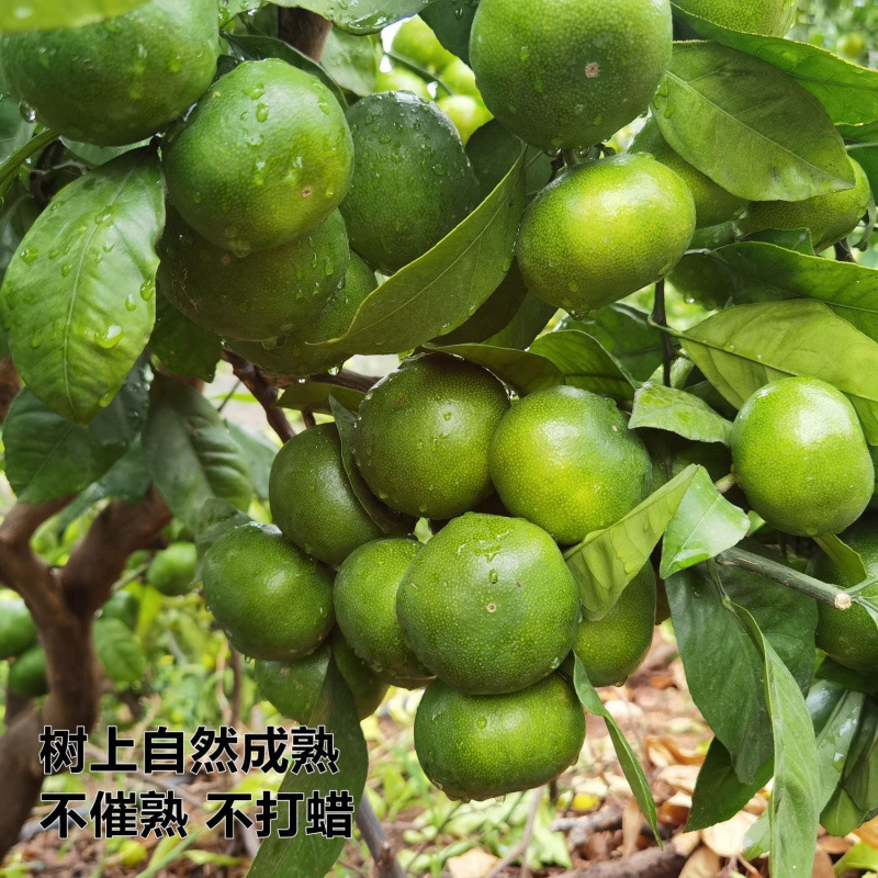 Freshly Picked Yunnan Mandarin Oranges, Extra Early Maturing Huaining Fresh Thin-Skinned Green-Skinned Sweet and Sour Fruit Seedless Mandarin Oranges for Pregnant Women