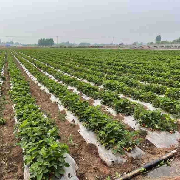 1kg quick-frozen strawberry diced commercial fruit diced frozen strawberry fruit tea ingredients milk tea ingredients