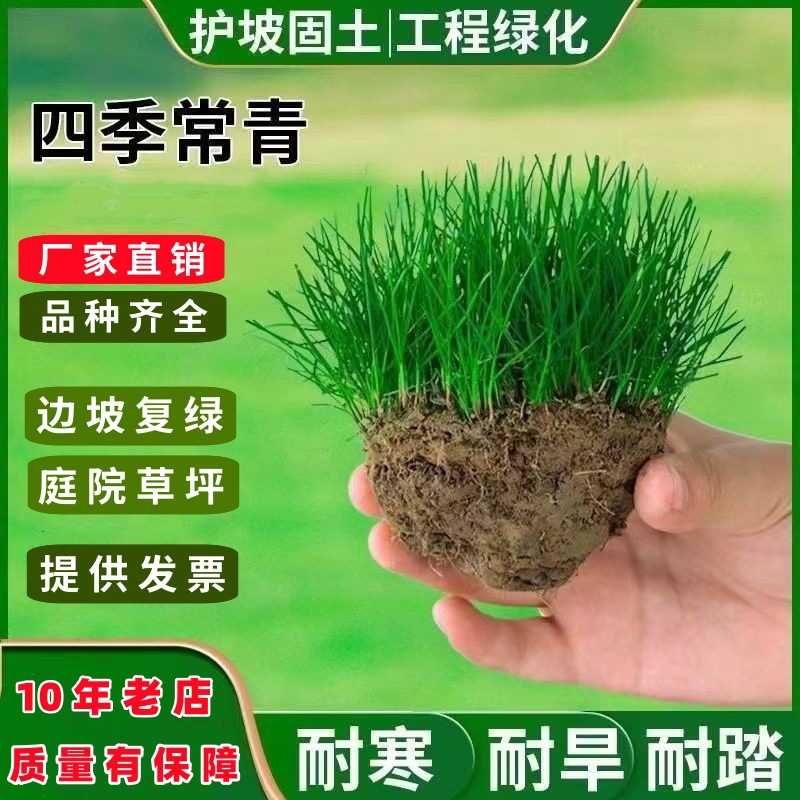 Lawn Seeds, Slope Protection, Grass Seeds, Ryegrass, Tall Fescue, Dwarf Four-Season Green Bermudagrass, Carpet Grass, Drought-Resistant Echinochloa Frumentacea