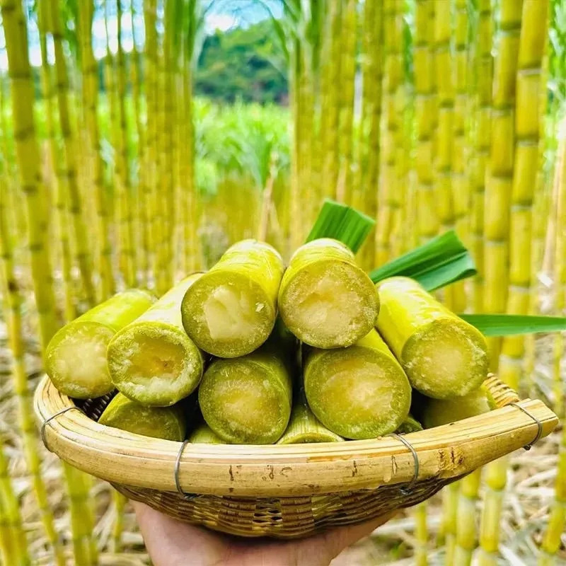Золотой сахарный тростник Юньнани, свежий фрукт, сладкий желтый мандариновый сахарный тростник, бесплатная доставка, сезонный сахарный тростник, дропшиппинг