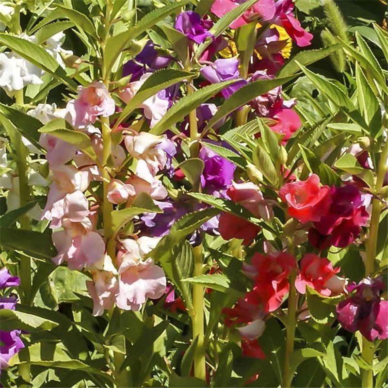 Impatiens Flower Seeds, Four-Season Garden Potted Ground Planting, Impatiens, Henna, Acute Peach Red Golden Impatiens