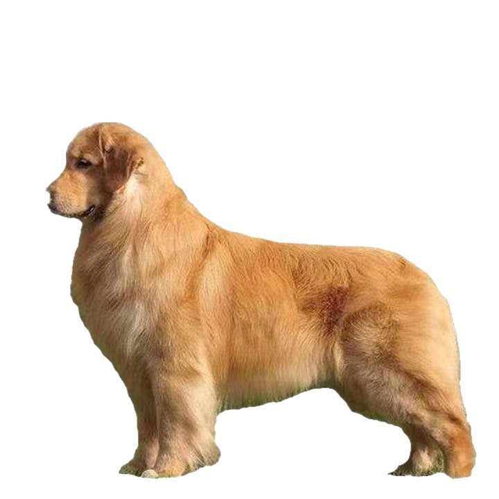 Purebred Golden Retriever Puppy Live Animal Pet Dog Double-Breed Large-Frame Guard Dog Large Breed