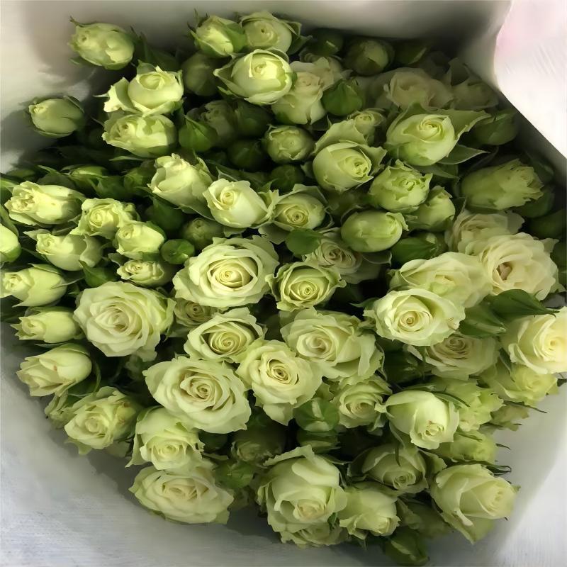 Multi-Headed Roses Yunnan Straight Hair Flower Shop Home Valentine's Day Mother's Day Fresh Cut Flowers Wholesale Dropshipping Real Flowers