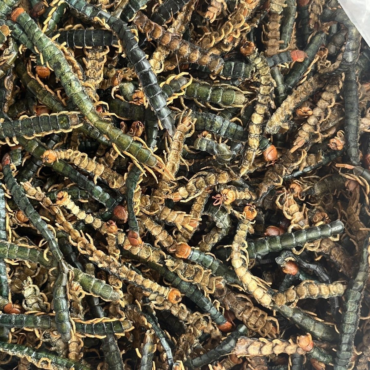 Whole Centipede Centipede Pete Large Centipede Dried Whole Centipede Meat Without Bamboo Skewers Centipede Skin Powder Can Be Ground into Powder