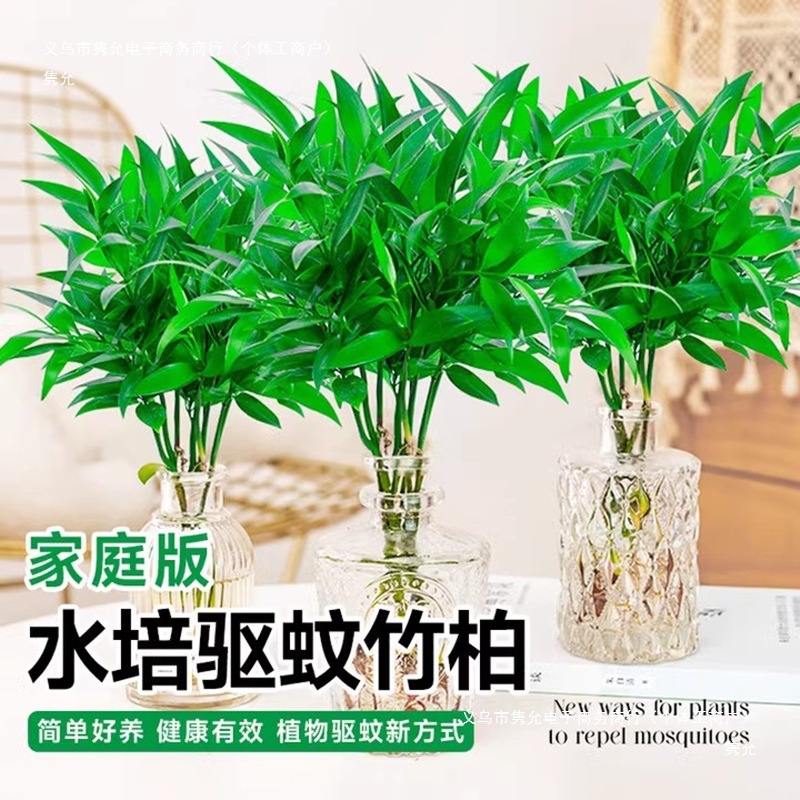 Bamboo and Cypress Mosquito Repellent Bamboo Hydroponic Plants Indoor Living Room Water-Cultured Green Plants Flower Pots Office Desktop Easy to Maintain in All Seasons