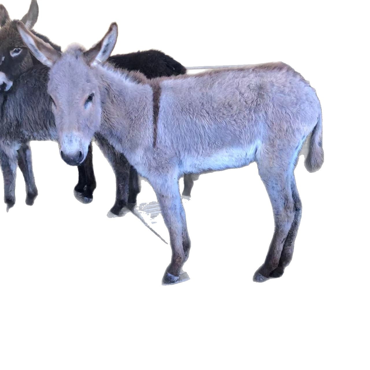 Live Pet Mini Donkey for Viewing and Riding, Donkey Pulling Cart, Small Donkey for Scenic Spots and Manor House, Small Donkey Exhibition for Sale