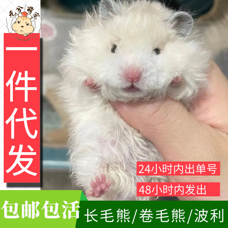 Оптовая продажа полярных длинношерстных медведей, белых медведей, редких медведей