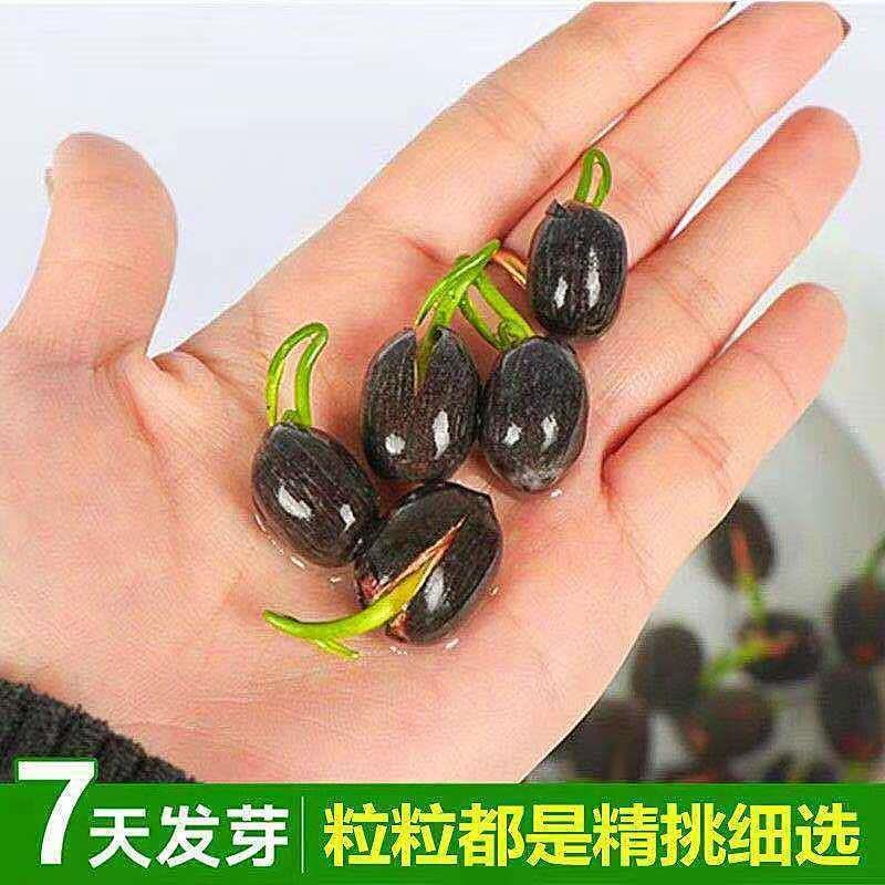 E-commerce dedicated cross-border wholesale water lily bowl lotus aquatic plant seeds hydroponic lotus lotus seed bowl lotus seeds