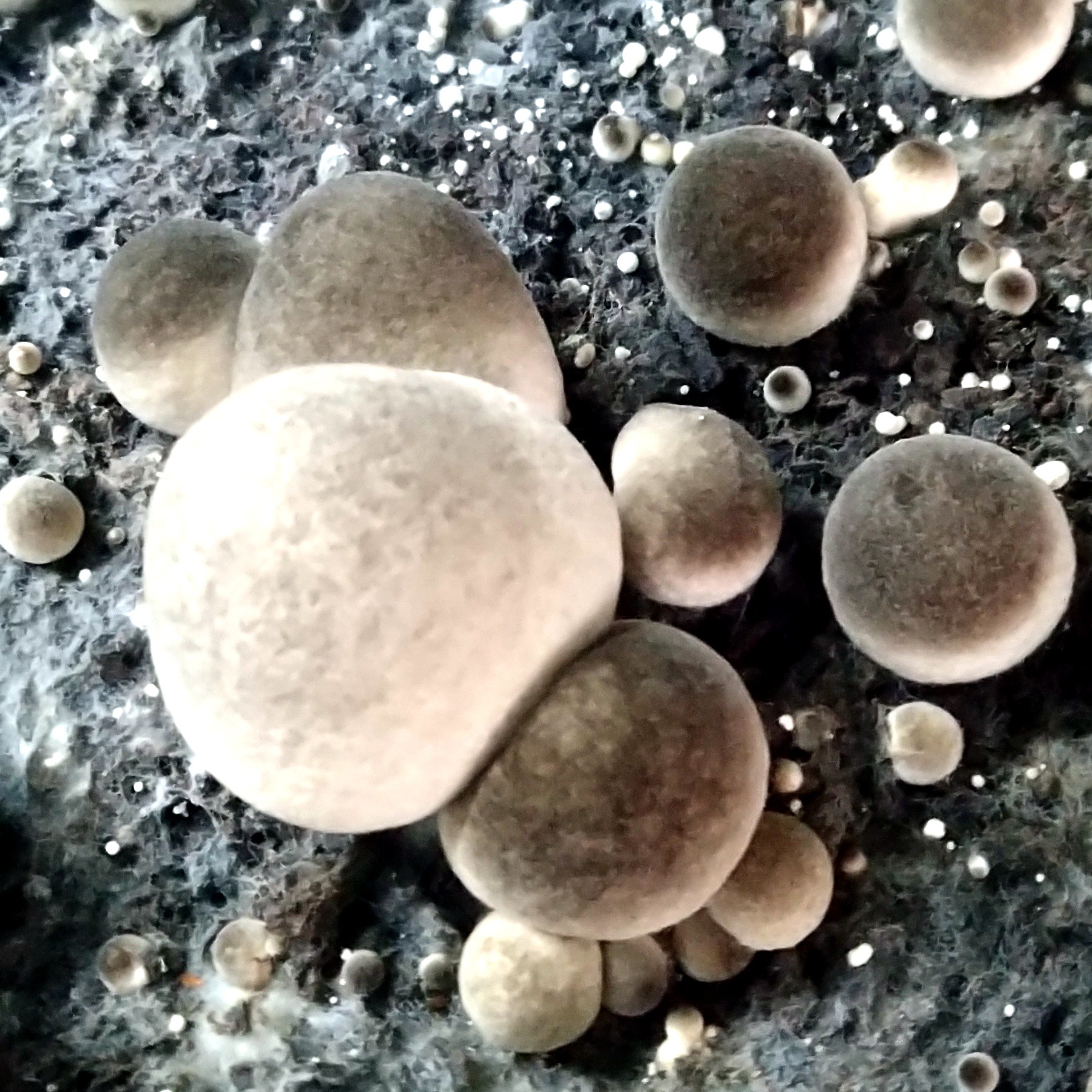 Семена мицелия грибов, доступные круглый год, равномерное производство грибов. У нас есть собственные фермы и мы также используем промышленное выращивание съедобных грибов в помещениях.