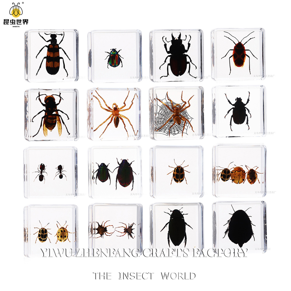 Вибротип Технология Фабрика Самостоятельно Оперативные Реальные Насекомые Экспонат Квадратная Высокая Проницаемость Смола Встроенные Детские Популярные Научные Игрушки