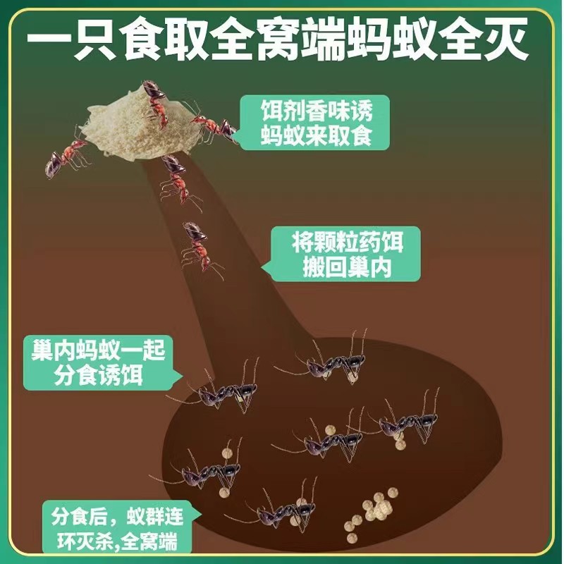 Greenleaf English Version Ant Bait Ant Medicine Household Ant Bait Ant Killing Powder Packaging 5g Ant Medicine Insecticide