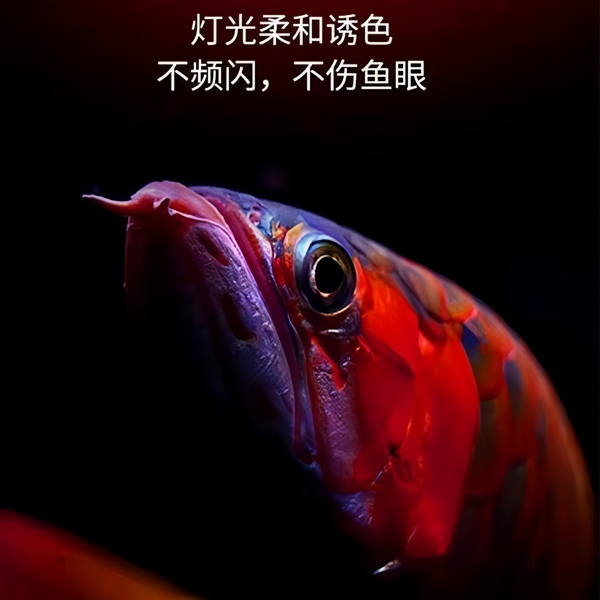 Wholesale new waterproof 11-gear color-changing fish tank lamp lamp special strong light for ornamental fish LED non-horse-printed lamp