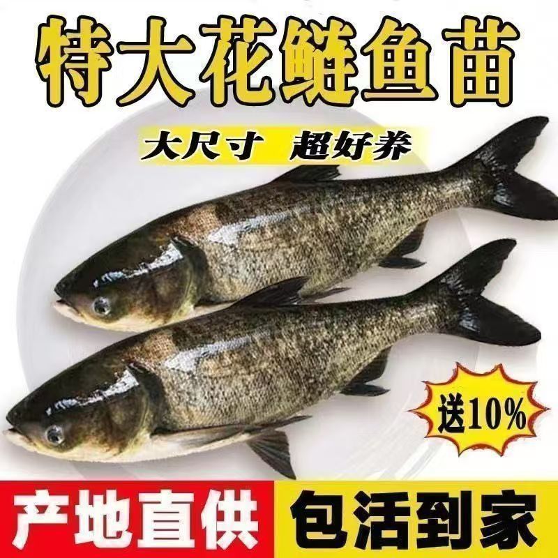 [Store Hot Selling] Healthy and Vibrant Live Flower Silver Carp Fry Package Storage Recommended High-Quality Fat Head Bighead Carp Fry Freshwater