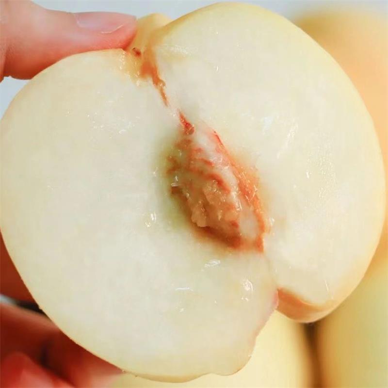 Shandong White Jade Large White Peach Cream White Peach Whole Piece Free Shipping Fresh White Peach Hairy Peach One Piece Drop Shipping