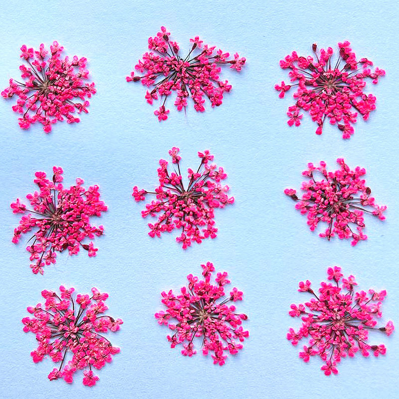 Lace Flower Dried Flower Embossed Specimen diy Mobile Phone Shell Drop Glue Jewelry Nail Art Real Flower Baffle Snow Bead Flower Dried Flower