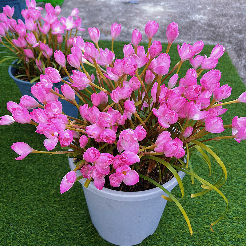 Wind and Rain Orchid Bulbs Pink Wind and Rain Orchid Plant Potted Bulb Flowers Blooming in All Seasons Green Plants Leek Ball Seedlings Wind and Rain Orchid