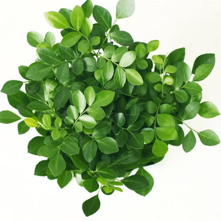 Thousand Miles Seeds Jiuli Seeds Small Potted Office Plants Flower Seeds Evergreen