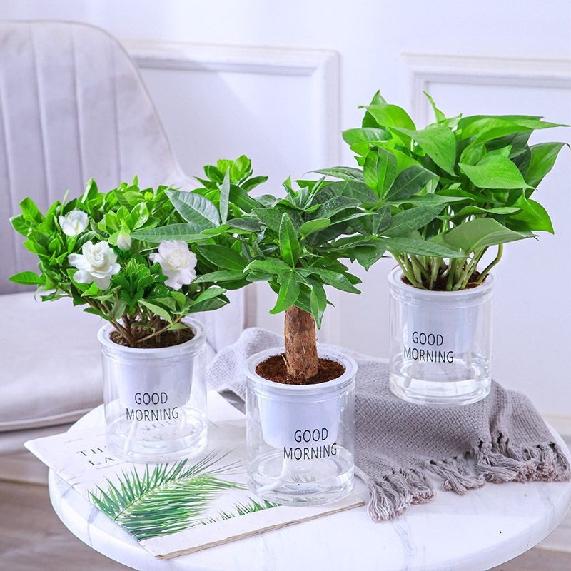 Green dill rich tree asparagus fleshy flower potted plant indoor mint rich bamboo hydroponic small green plant to feed well