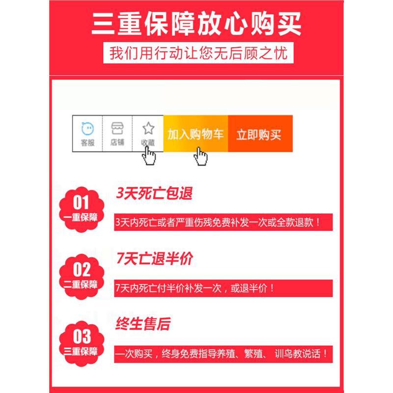 Parrots Live Birds Live Parrots Learn to Talk Pet Birds Cloud Spots Small Domestic Birds Live