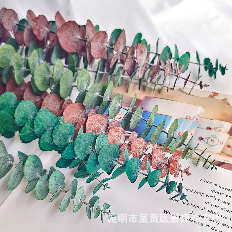 Immortalized eucalyptus leaves copper money eucalyptus immortalized eucalyptus leaves wholesale leaves green leaves small leaves eucalyptus 10/Bunch