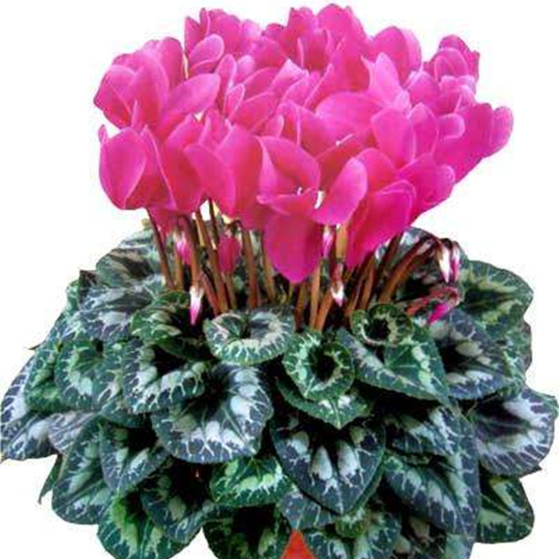 Cyclamen Seeds Indoor Balcony Courtyard Blooming All Year Round Begonia Rabbit Ear Flower Explosive Potted Plant