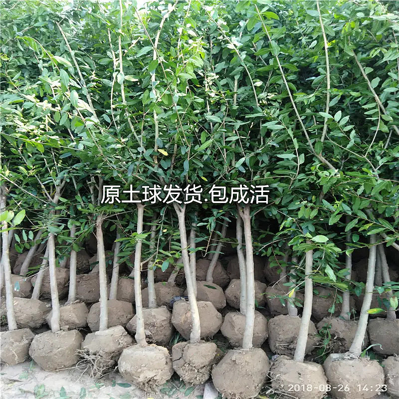 One-Piece Drop-Shipping Black Soft Seed Pomegranate Saplings, Extra-Large Grafted Sweet and Sour Pomegranate Fruit Saplings in the North and South, Courtyard Ground Planting and Potted Plants