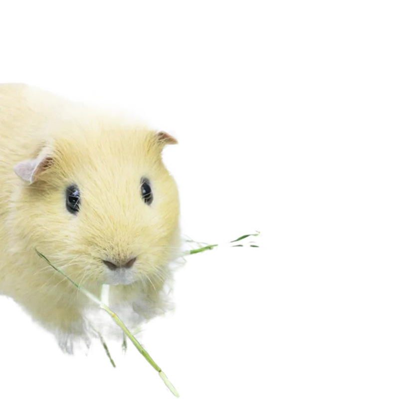 Year's Special Grade Timothy Dry Grain-Free Chinchilla Guinea Pig Guinea Pig Feed Sun-Dried Teething Feed