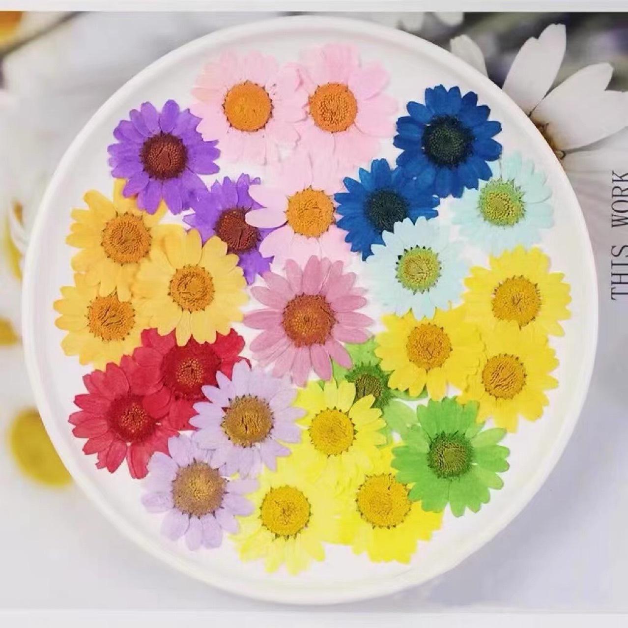 Сушеные Цветы Тиснение Белый Кристалл Хризантема Тиснение Клей Ремесла Ручная Работа DIY Материалы Растения Учебные Экспонаты Сушеные Цветы Макияж