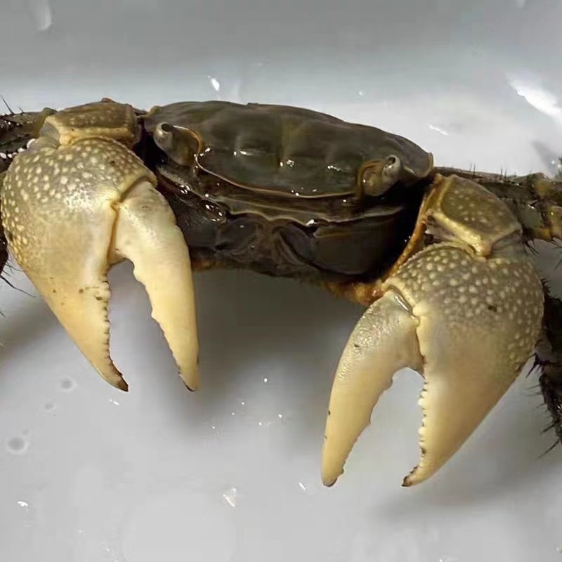 Hand-held crab, chili crab, hand-held crab, retail stall, ornamental crab, small crab, living pet, crawling crab
