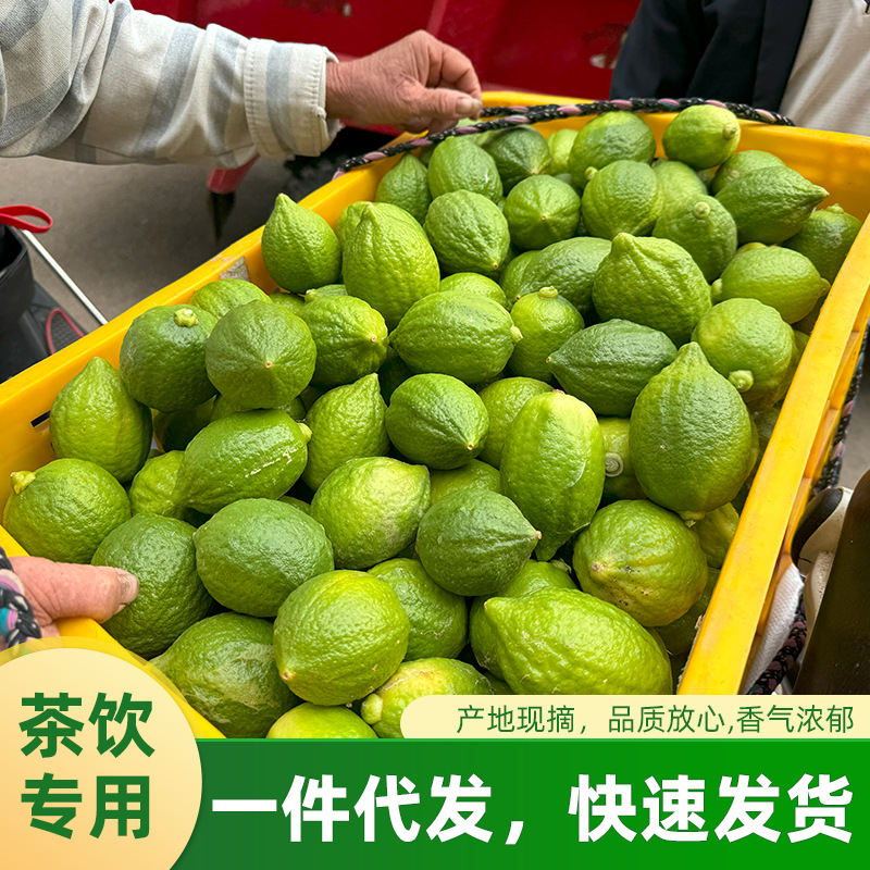 【Direct from the Origin】Guangdong Perfume Lemon Grade 1 Fruit, Fresh for Milk Tea Shops, 5 Pounds 5kg Directly from the Source, Sour and Fragrant
