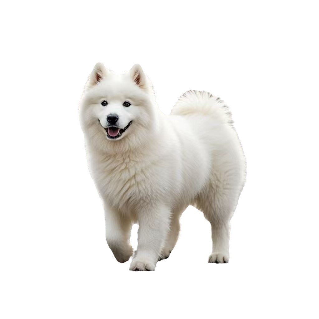Purebred Samoyed Puppy Live Dog Samoyed Puppy Pet Puppy Samoyed Sled Dog Large Dog