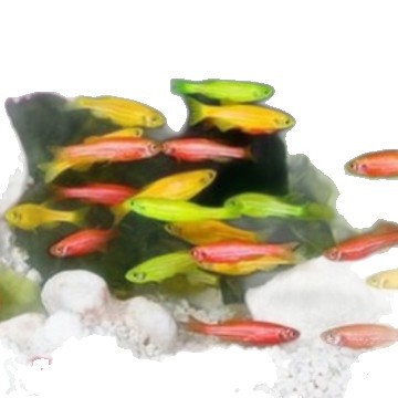 Ornamental Fish Zebrafish Red Zebrafish Candy Zebrafish Golden Zebrafish Purple Gold Zebra Small Fish Live Package