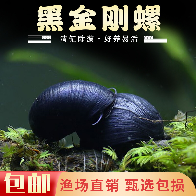 Black Diamond Snail Ornamental Snail Apple Snail Colorful Egg Mysterious Golden Zebra Onion Cleaning Algae Removal Tool Live Snail