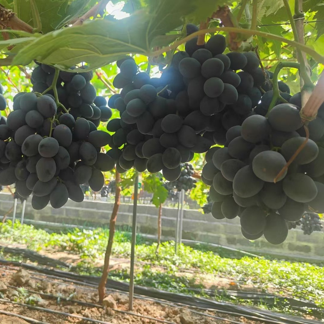 Supply of Australian Sweet King (Australian Nuclear) Grafted Grape Seedlings Grafted Grape Seedlings 0.5 or Above Low Price