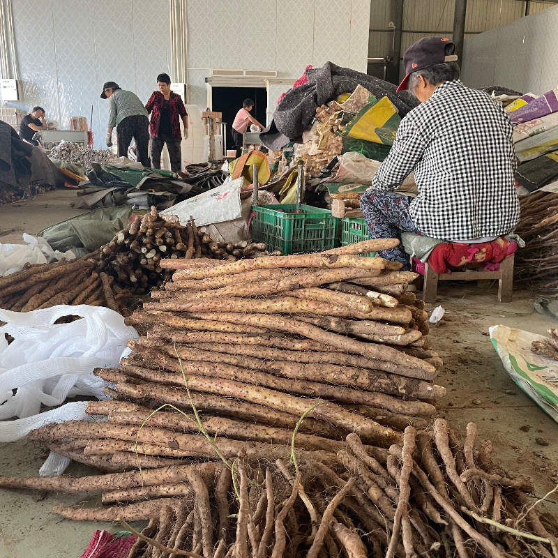 Wenxian Iron Bar Yam Fresh and Authentic Centipede Huaiyam 2.5kg Full Box Henan Jiaozuo Specialty Wholesale Delivery