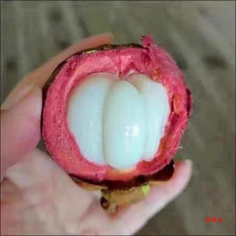 Free Shipping Thai Fresh Mangosteen Fruit Net Weight 3/5/ 5kg Large Fruits Seasonal Fruits Free Shipping Wholesale Manufacturers