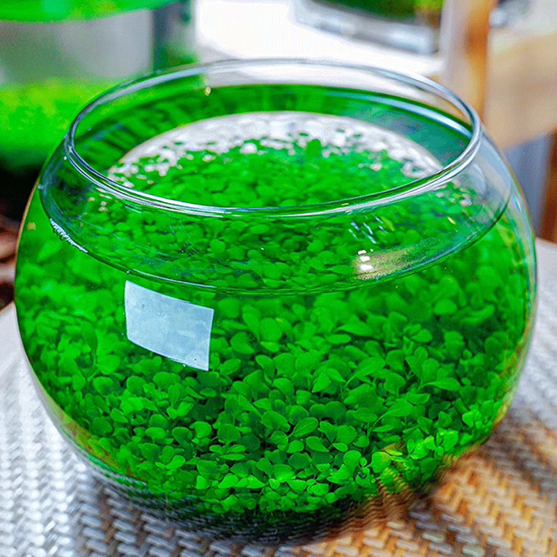 Fast-Growing Aquatic Grass Seeds Fish Tank Aquarium Foreground Grass Seeds Fish Tank Landscaping Lawn Mini Opposite Leaf Fast-Growing