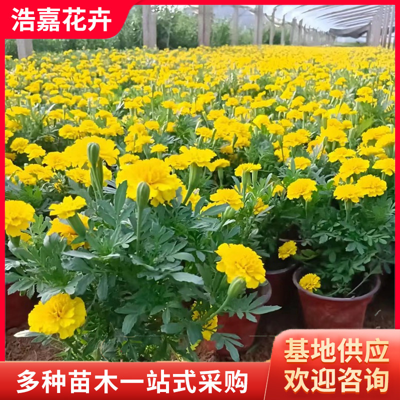 Peacock Grass Flower Seedlings with Buds, Flower Seedlings for National Day Rentals, Flower Seedlings, Cup Seedlings, Peacock Grass Flower Seedlings