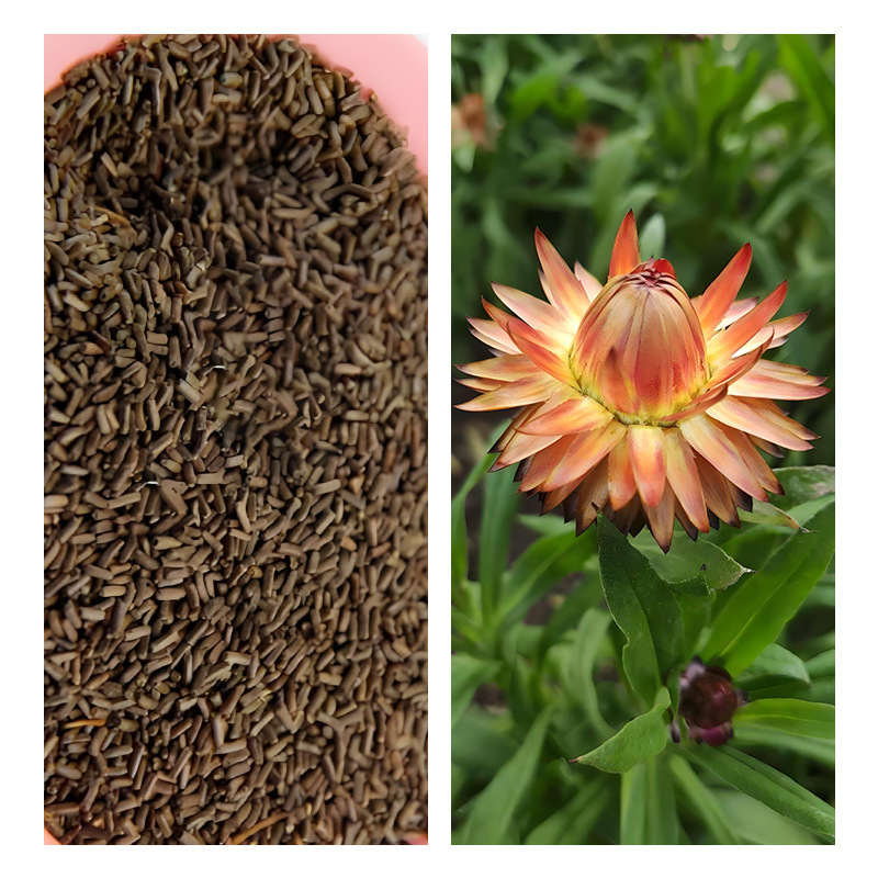 Wheat Straw Chrysanthemum Seeds, Dried Chrysanthemum Seeds, Landscape Greening Potted Plants, Balcony Gardening Cut Flower Viewing Flower Seeds