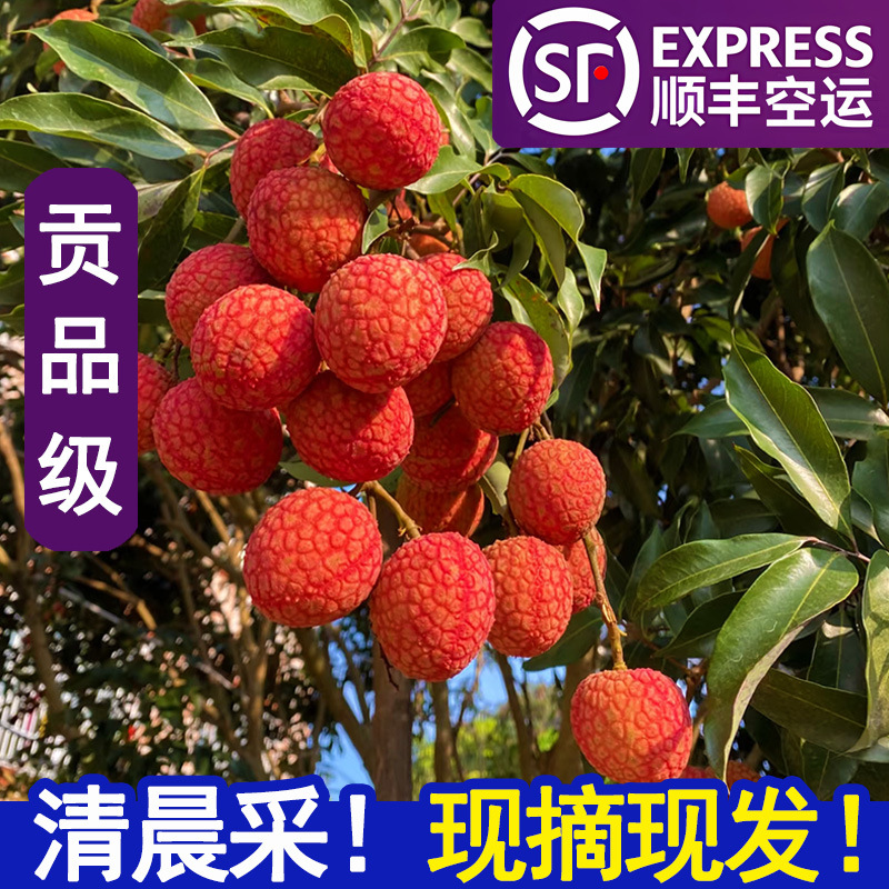 Fresh Glutinous Rice Cakes with Lychee Flavor from Gaozhou, Guangdong, Seasonal Produce