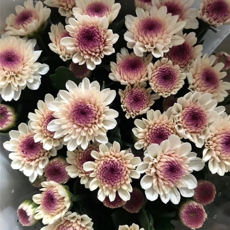 Small Daisy Flowers Small Daisy Flowers Wholesale Yunnan Kunming Base Flowers Direct Batch Wedding Arrangement Stall Flowers