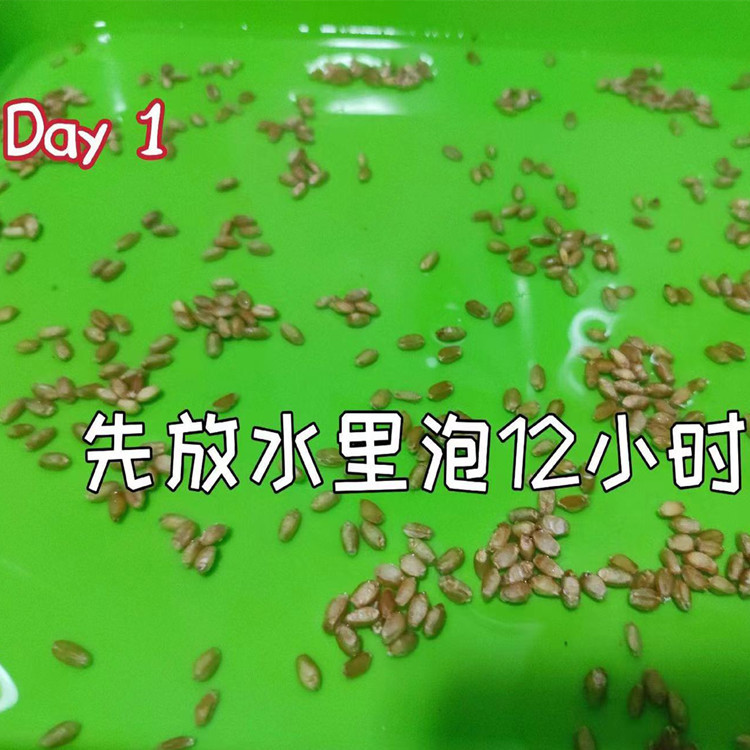 Cat Grass Seeds, Wheat Seeds, Sprouts, Barley Seedlings, Grass Seeds, Hydroponic Soil, Seedling Trays, Planting, Children's Toys